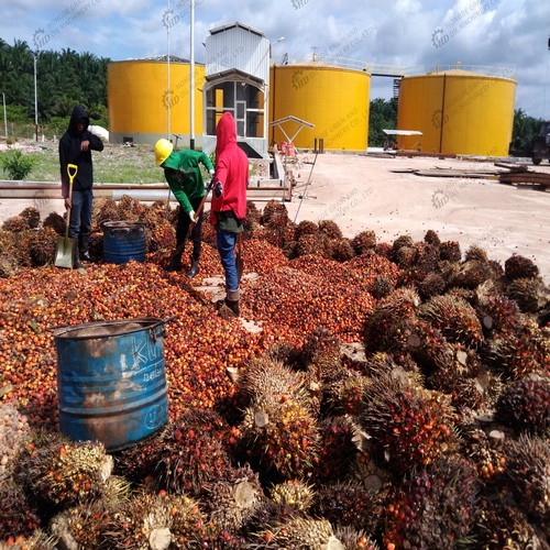 palm oil machinery mill to press flax seed palm in Thailand