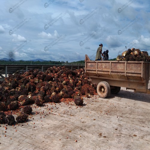 palm oil processing unit process high quality red palm oil