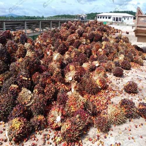 palm oil mill machinery cost palm oil mill machinery in U.S.