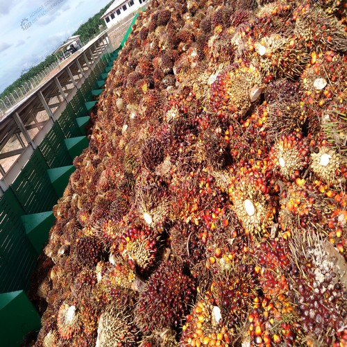 palm oil seed processing machinery from china supplier in South Africa