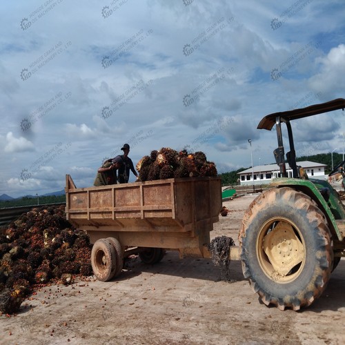 commercial palm kernels screw oil press machine in Myanmar